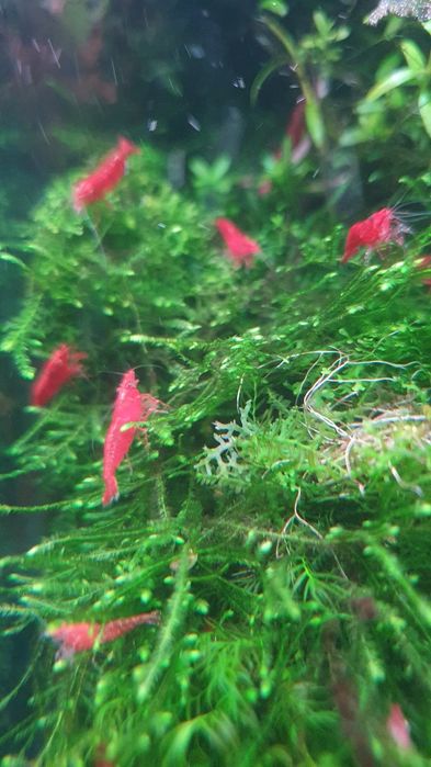 Krewetka Sakura Super red Kraków (Swoszowice)