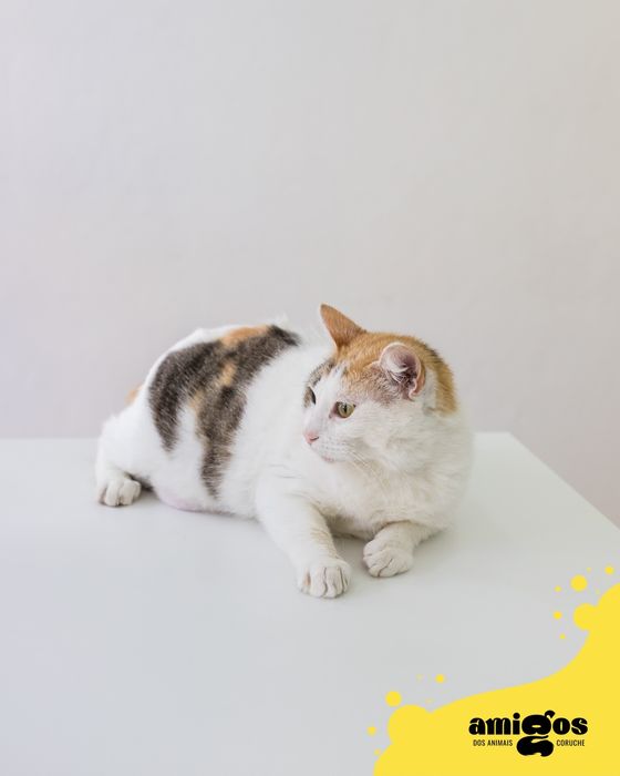 SANTA [Europeu] p/ Adoção