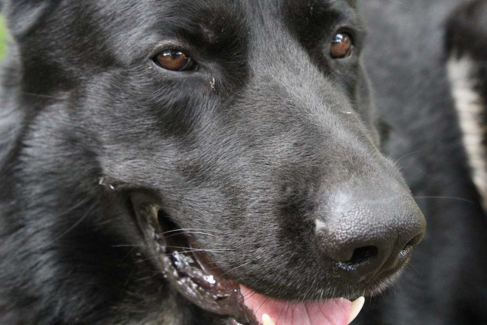 Owczarek niemiecki z rodowodem do adopcji.