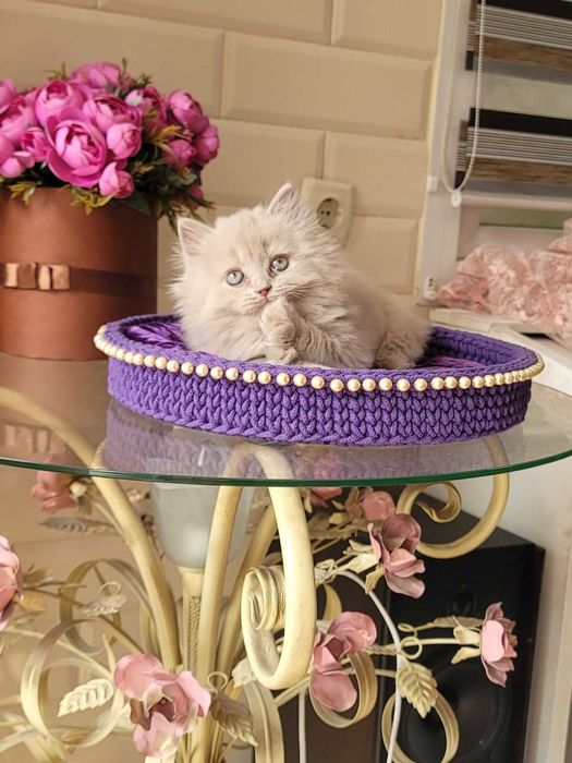 В окрасі Фавн Британський довгошерстий хлопчик Клематіс