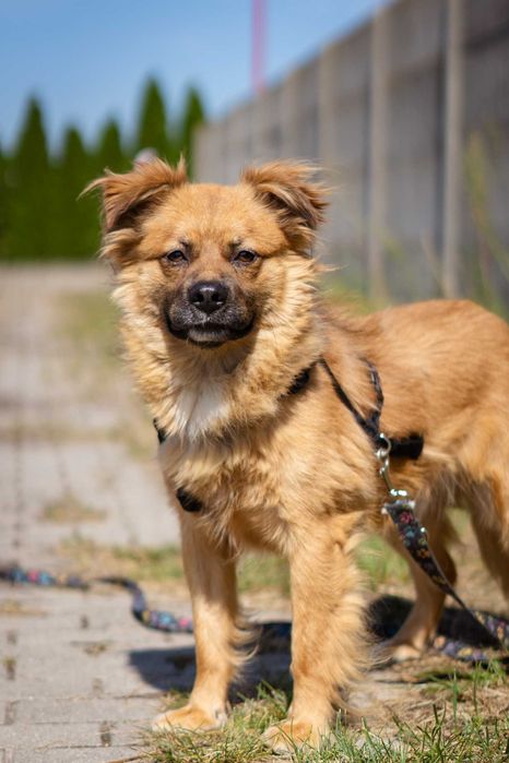 Przyjazny młody Amigo szuka domku