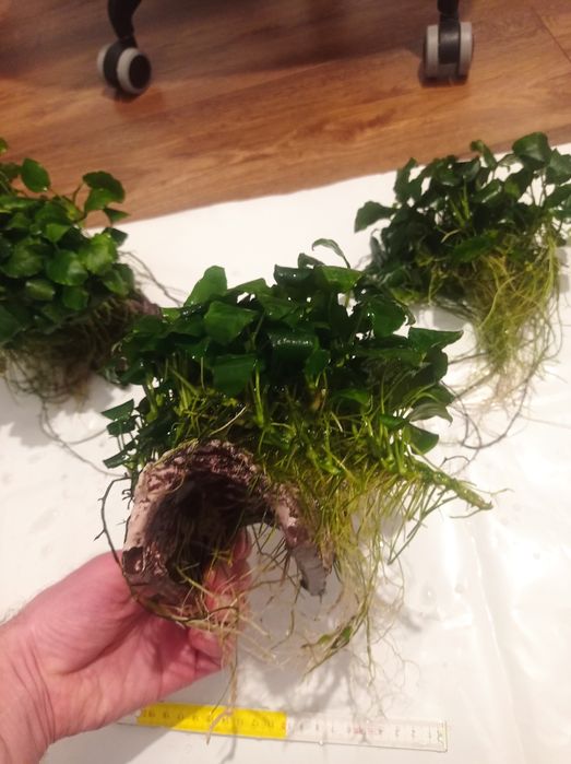 Anubias grota do akwarium