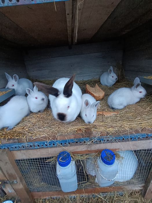 Sprzedam młode Kalifornie