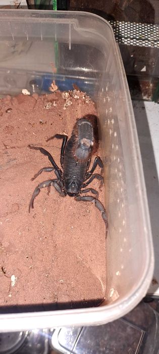 Parabuthus villosus ,,black"