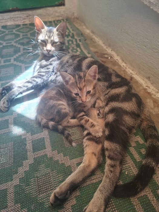 Doa se gatinha  pelagem tartaruga