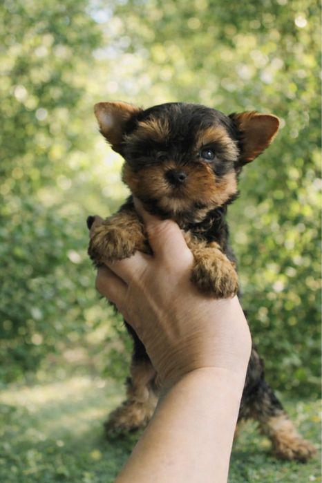 Цуценята Йоркширський терʼєр міні хлопчики.