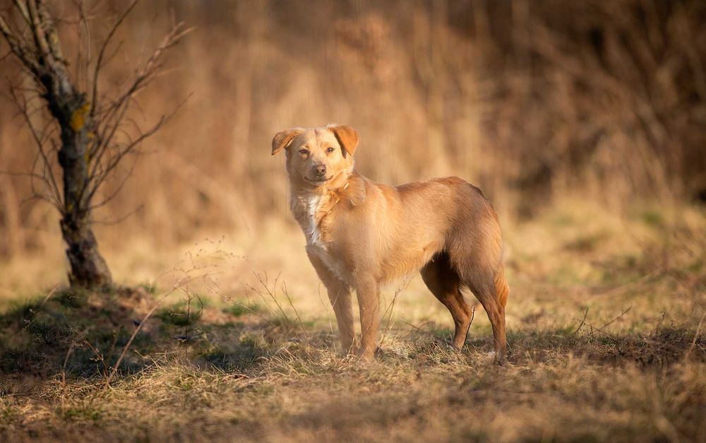 Kiara - nieduża, delikatna biszkoptowa piękność szuka domu!