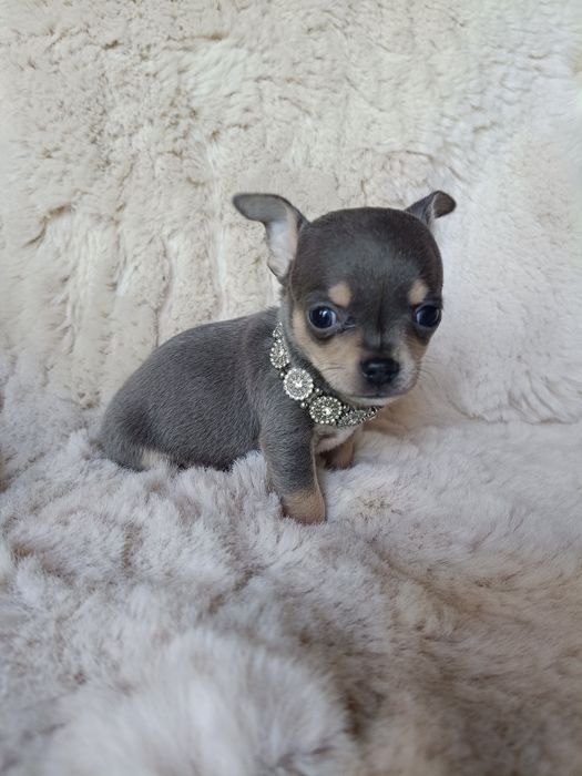 Chihuahua piesek