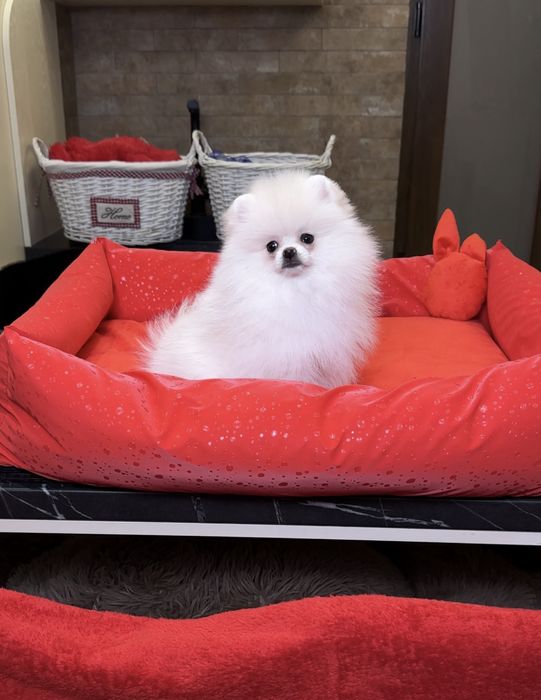 Найкращі SUPER VIP mini білі цуценята. Померанські шпіци. Шпіц. Щенок