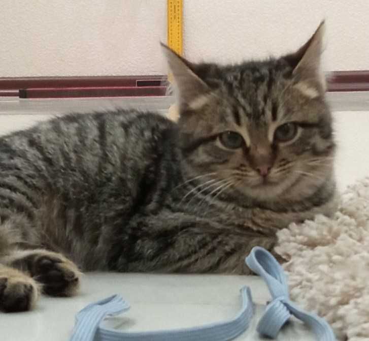 Полосатая девочка в добрые руки. Месяцев 6-7