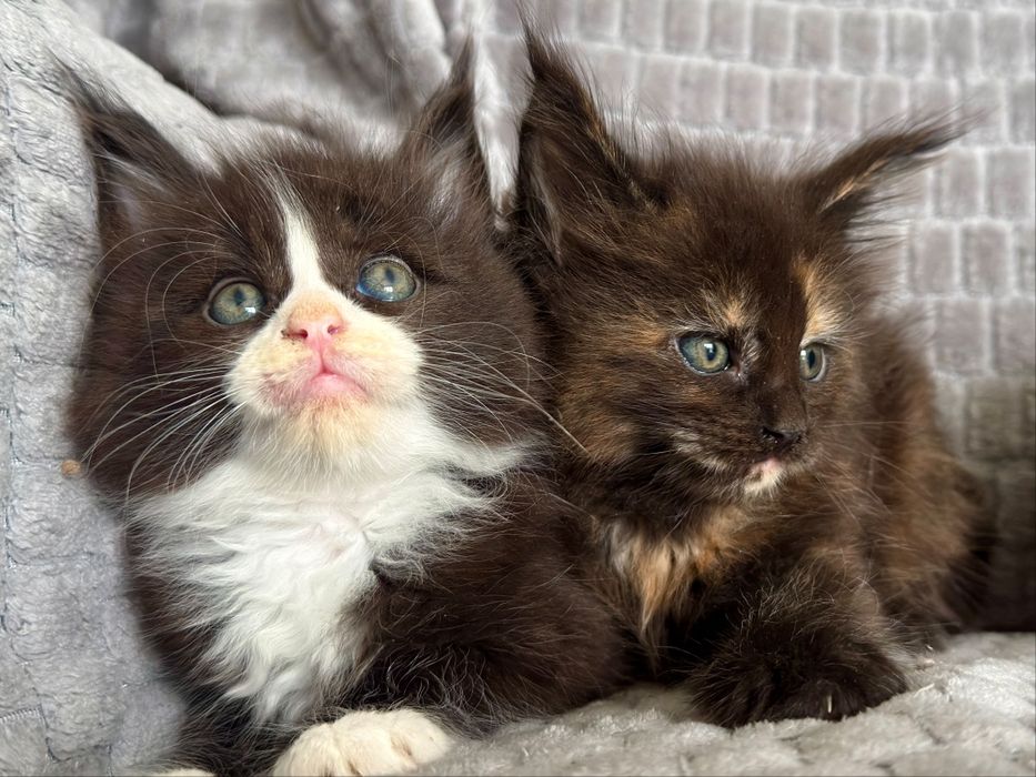 Maine coon do rezerwacji piękny kot