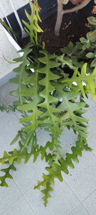Planta cacto zig-zag