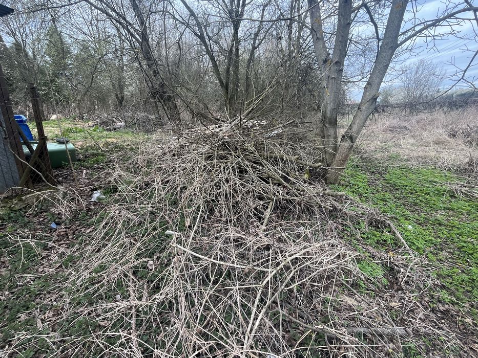 Gałęzie, drzewo - odbiór