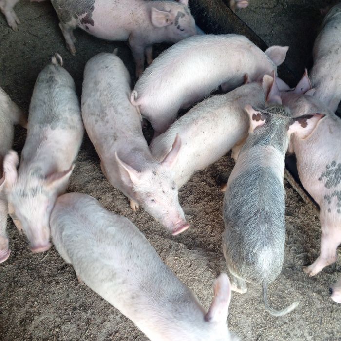 Продам поросят, свиноматок, рабочего хряка.