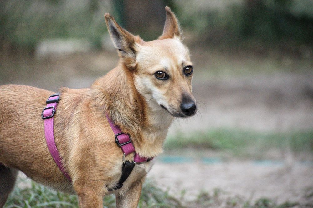 Mali szuka kochającego domu