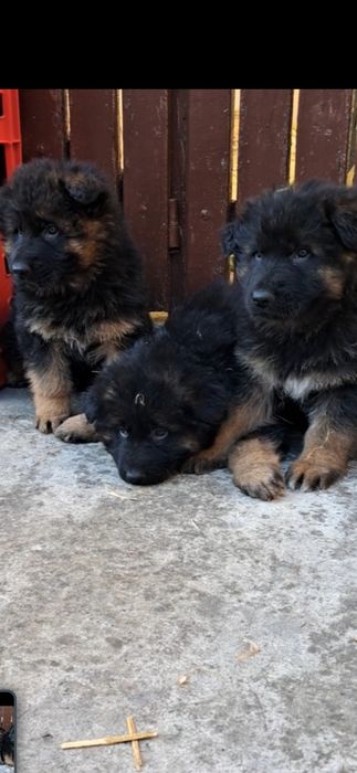 Owczarek niemiecki owczarki piesek śliczny ciemny