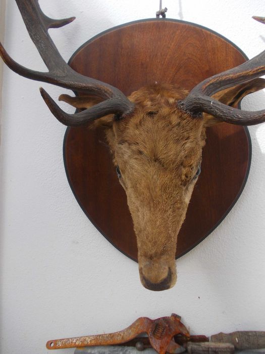 Antigo Trofeu Cabeça de Veado