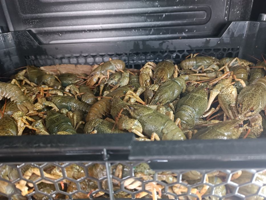 Продам живой крупный рак