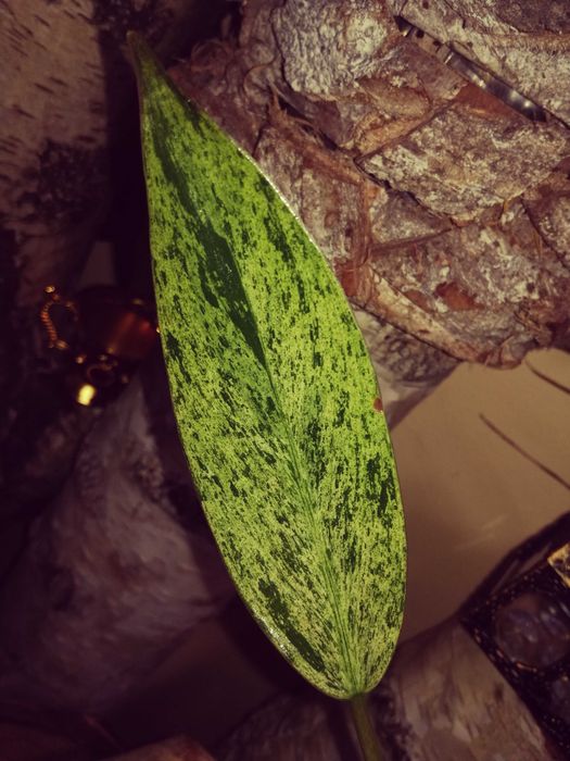 Philodendron Whipple Way Mint Variegata Filodendron roślina kwiat