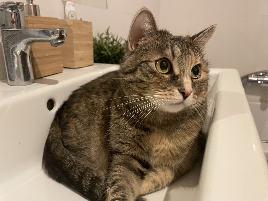 Pilne Zaadoptuj sympatyczna  kotke, po sterylizacji