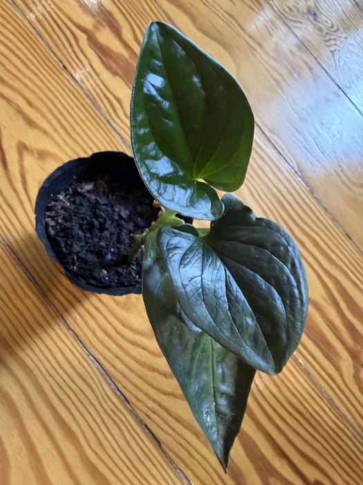 Syngonium Red Arrow