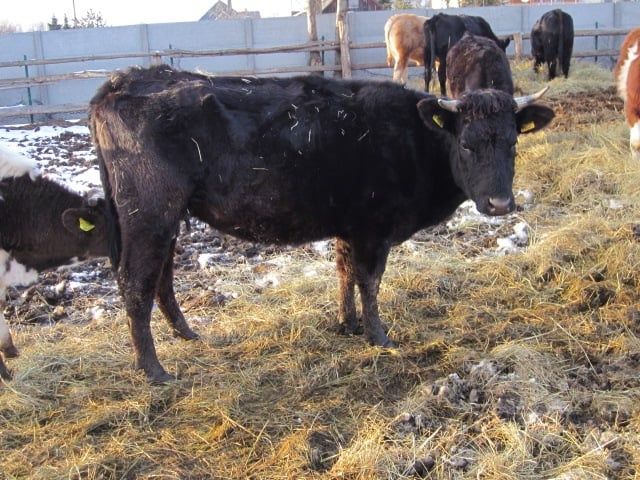 Jałówki cielne na sprzedaż