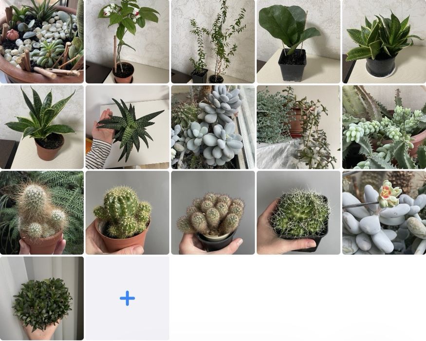 Лірата фікус бамбіно