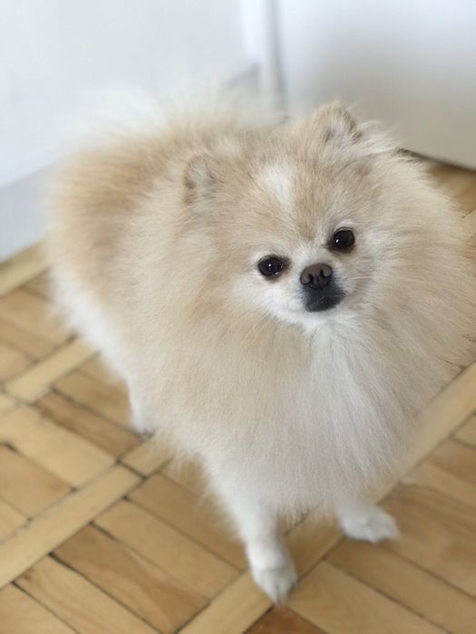 Шпіц вʼязка Івано-Франківськ