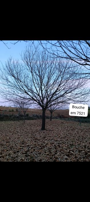 castanheiros híbridos (in  vitro e amontoa), em vaso e raiz nua
