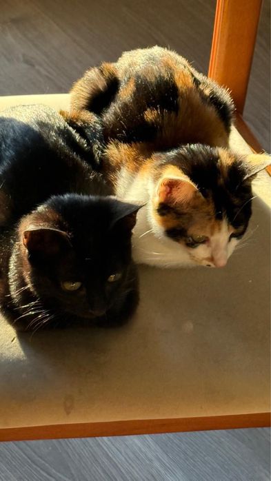 Duas Gatinhas de 5 Meses para Adoção Responsável