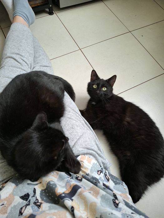 CARBON poleca się do adopcji