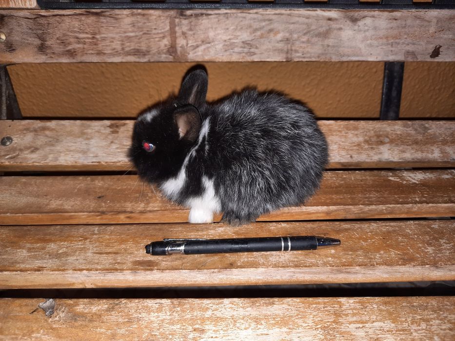 Coelhos anões várias raças