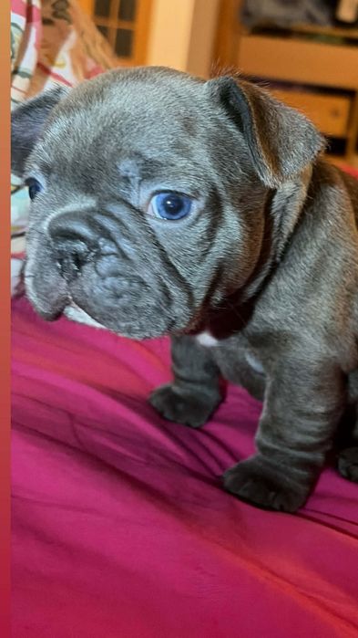 Bulldog francês fêmea blue