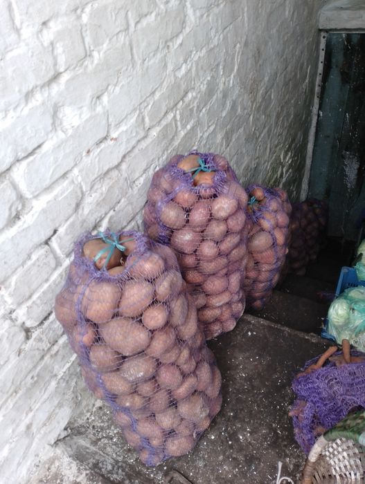 Продам велику домашню картошку без хімії