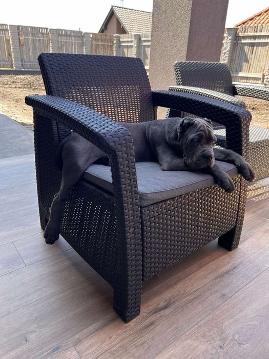 Cane corso Italiano-сірого забарвлення