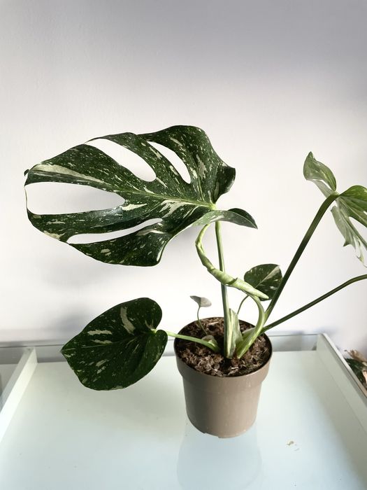 Monstera Thai Constelllation
