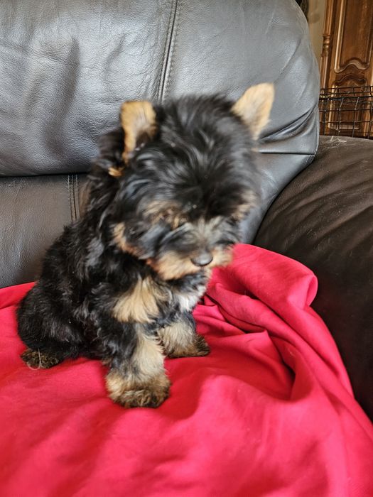 York terrier carier piekny  piesek