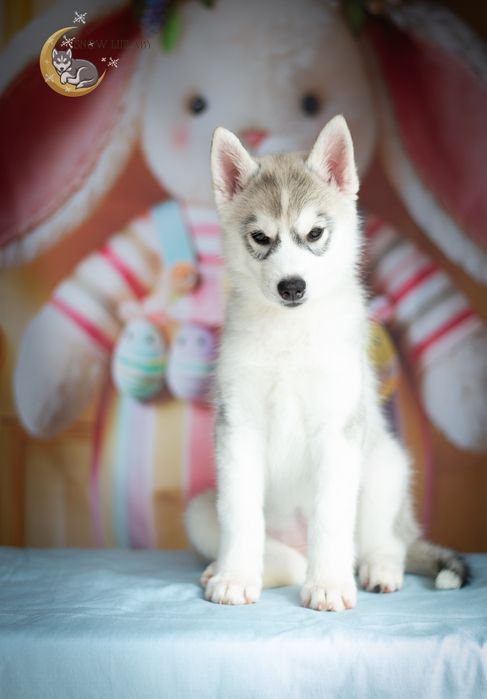 Szczenię Husky z rodowodem ZKwP/FCI