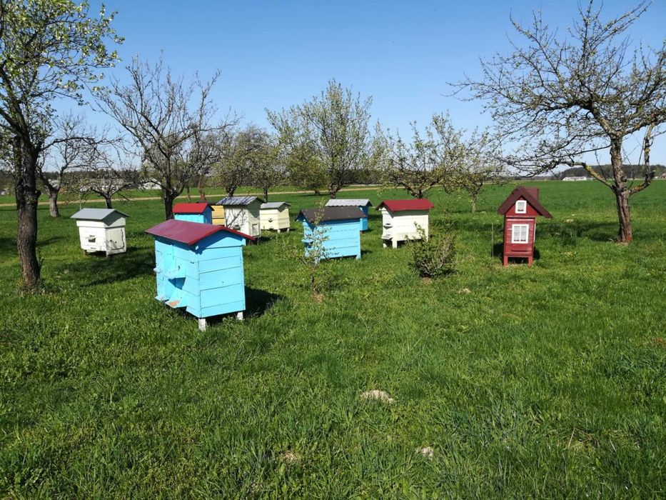 Sprzedam ule z pszczołami