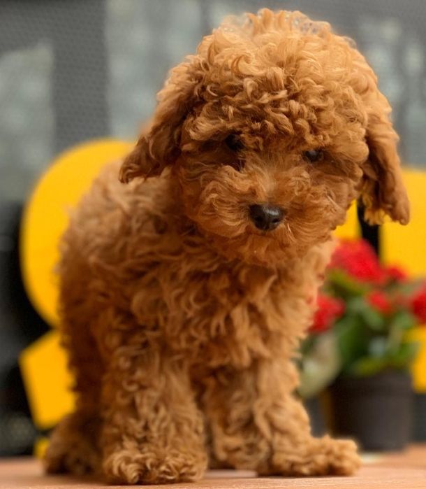 Красунчики той пуделята хлопці