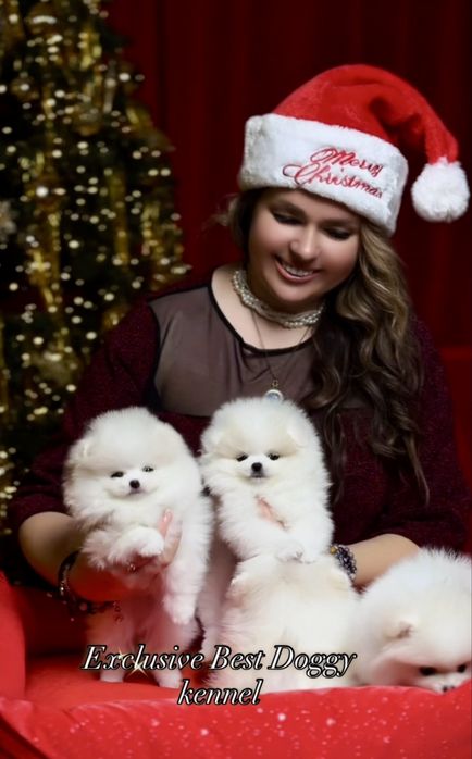 Реальний шик і ексклюзив. SUPER VIP цуценята.  Померанський шпіц