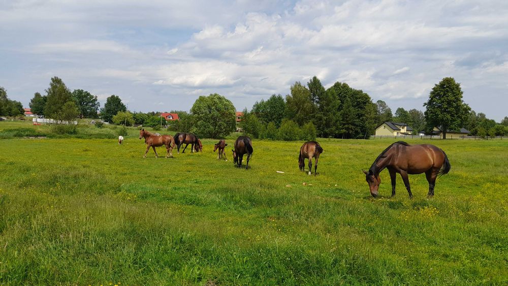 Sprzedam obornik koński