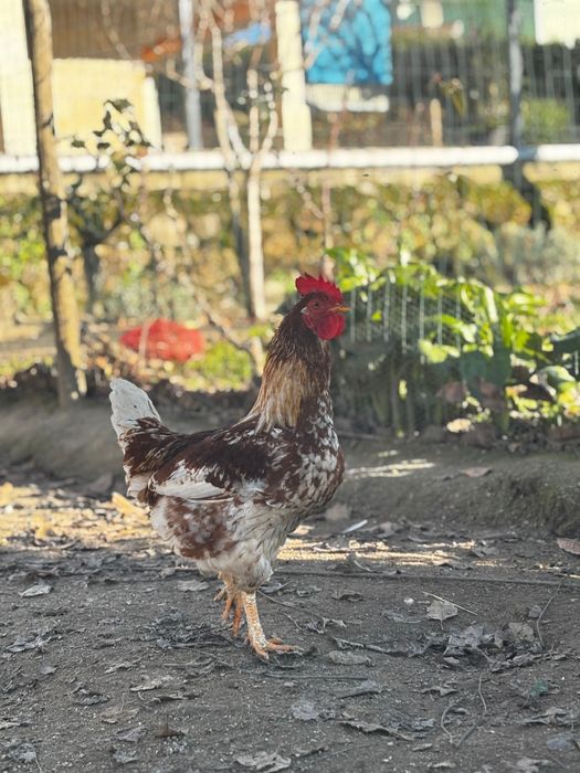 Galo jovem saudável e bonito