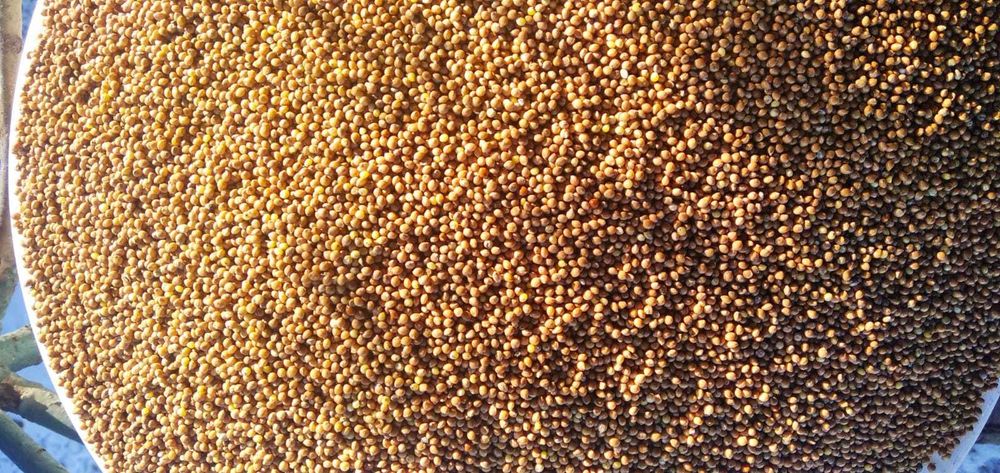 Proso żółte zbiór 2023