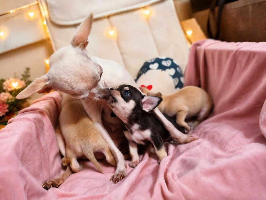 Chihuahua miniatura menino pelo curto