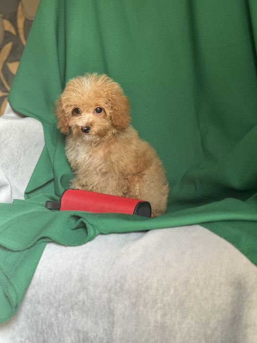 Мальтипу девочка в рыженьком окрасе