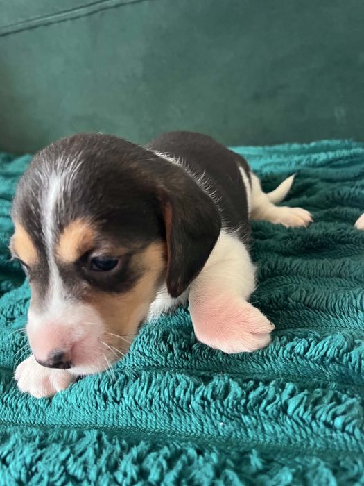 Oddam pieski - mama beagle