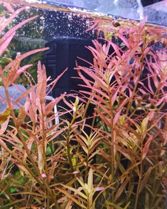 Pakiet Rotala H'ra        .