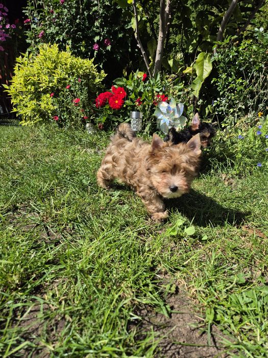 Yorkshire terrier