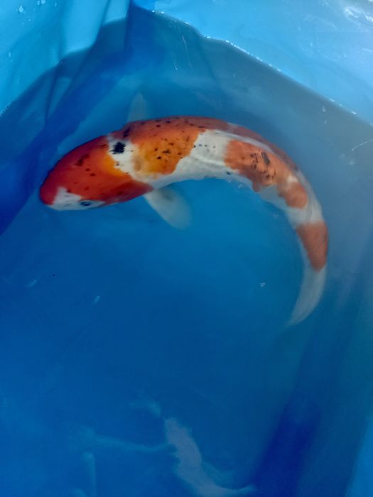 Oryginalne japońskie karpie koi